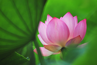 Welcome. lotus3